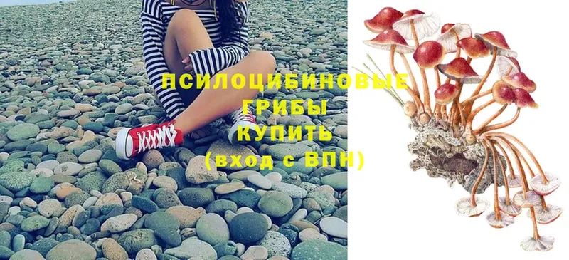 где купить наркоту  Можайск  Галлюциногенные грибы Psilocybine cubensis 